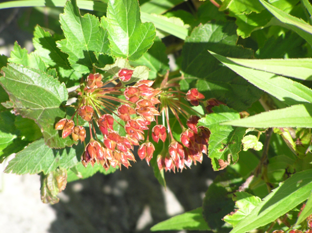 Ninebark, Common Ninebark - Physocarpus opulifolius