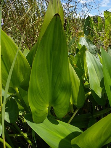 Pickerelweed - Pontederia cordata 3