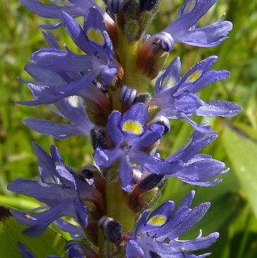 Pickerelweed - Pontederia cordata 2