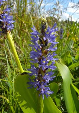 Pickerelweed - Pontederia cordata