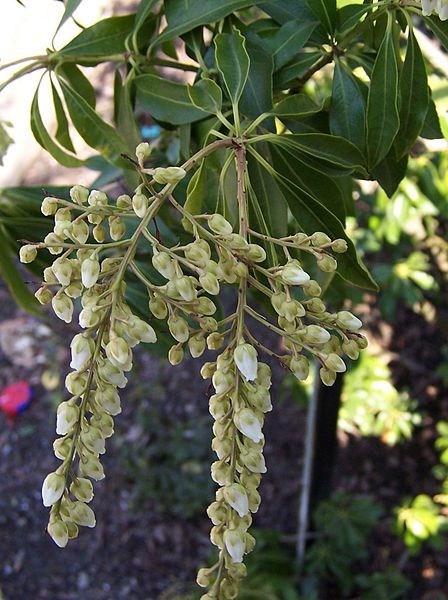 Mountain Pieris, Fetter Bush - Pieris floribunda