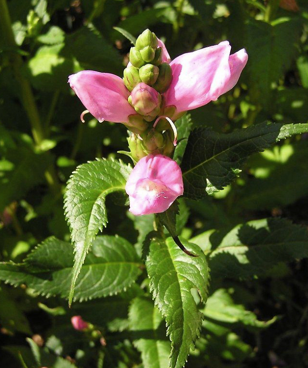 Pink Turtlehead - Chelone lyonii