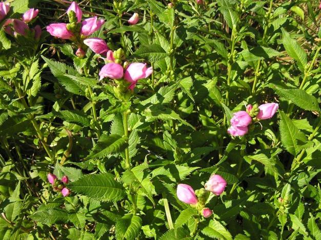 Pink Turtlehead - Chelone lyonii 2