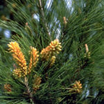 Loblolly Pine, Old Field Pine, Bull Pine, Rosemary Pine - Pinus taeda 2
