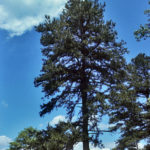 Virginia Pine, Scrub Pine, Spruce Pine, Poverty Pine, Jersey Pine - Pinus virginiana 3