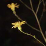 Narrow-leaf Silkgrass, Grass-leaved Golden Aster - Pityopsis graminifolia (Heterotheca graminifolia)
