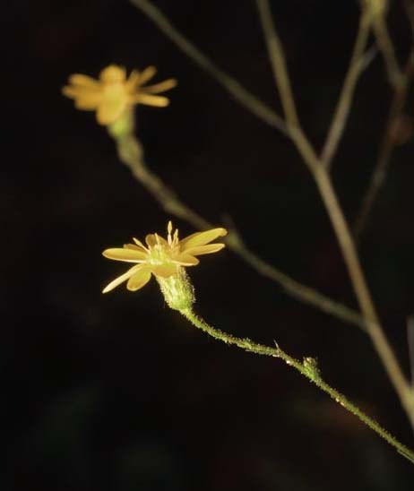 Narrow-leaf Silkgrass, Grass-leaved Golden Aster - Pityopsis graminifolia (Heterotheca graminifolia)