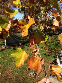 Sycamore, American Planetree, Buttonwood - Platanus occidentalis 3