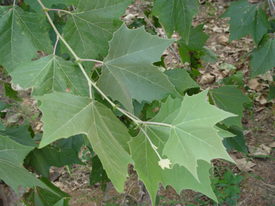 Sycamore, American Planetree, Buttonwood - Platanus occidentalis 5
