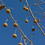 Sycamore, American Planetree, Buttonwood - Platanus occidentalis 4
