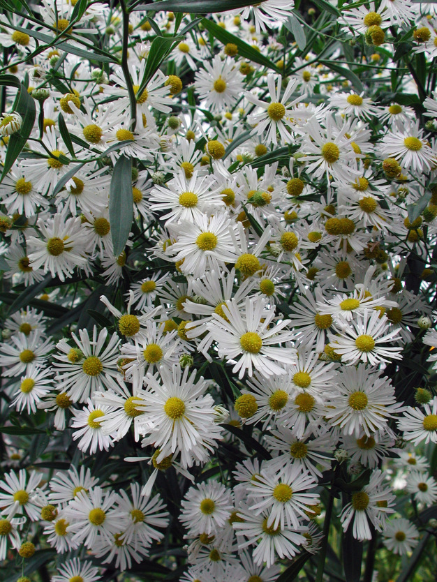 Boltonia, False Aster - Boltonia asteroids