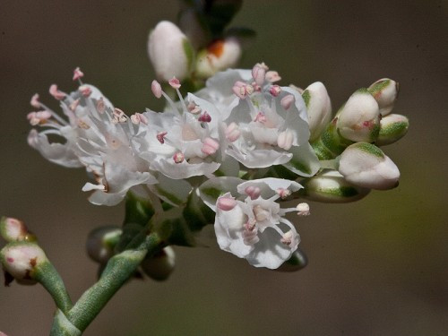 American Jointweed, Southern Jointweed