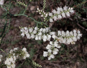 Polygonella americana - American Jointweed, Southern Jointweed