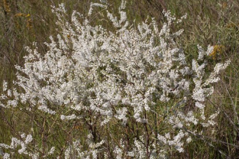 Polygonella americana