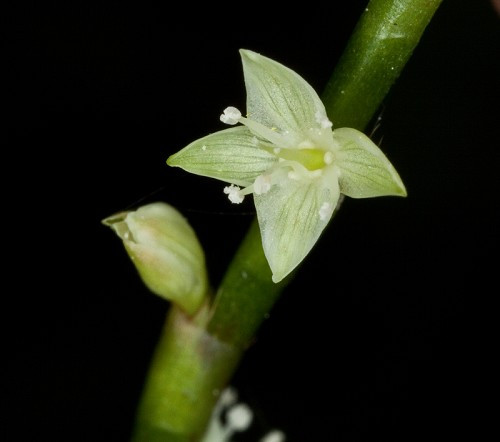 Jumpseed, Virginia Knotweed, Woodland Knotweed, Smartweed - Polygonum virginianum (Persicaria virginiana) 6