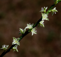 Jumpseed, Virginia Knotweed, Woodland Knotweed, Smartweed - Polygonum virginianum (Persicaria virginiana) 5