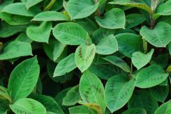 Jumpseed, Virginia Knotweed, Woodland Knotweed, Smartweed - Polygonum virginianum (Persicaria virginiana) 4