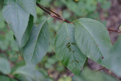 Jumpseed, Virginia Knotweed, Woodland Knotweed, Smartweed - Polygonum virginianum (Persicaria virginiana) 1