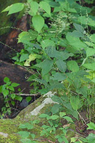 Jumpseed, Virginia Knotweed, Woodland Knotweed, Smartweed - Polygonum virginianum (Persicaria virginiana) 3
