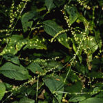 Jumpseed, Virginia Knotweed, Woodland Knotweed, Smartweed - Polygonum virginianum (Persicaria virginiana)