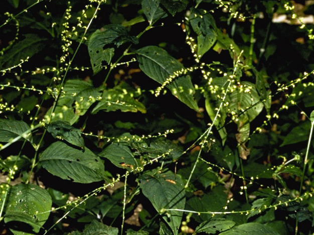 Jumpseed, Virginia Knotweed, Woodland Knotweed, Smartweed - Polygonum virginianum (Persicaria virginiana)