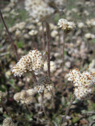 Prairie Pussytoes - Antennaria neglecta