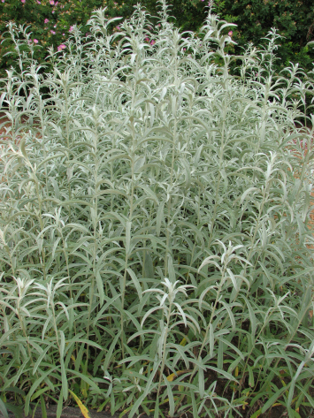 Prairie Sage, White Sagebrush - Artemisia ludoviciana 2