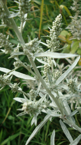 Prairie Sage, White Sagebrush - Artemisia ludoviciana