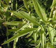 Prairie Coneflower, Yellow Coneflower, Grey-headed Coneflower - Ratibida pinnata 2