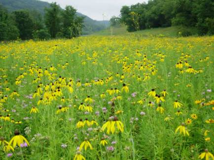 Prairie Coneflower, Yellow Coneflower, Grey-headed Coneflower - Ratibida pinnata 4