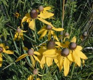 Prairie Coneflower, Yellow Coneflower, Grey-headed Coneflower - Ratibida pinnata 3