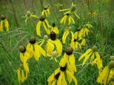 Prairie Coneflower, Yellow Coneflower, Grey-headed Coneflower - Ratibida pinnata 5