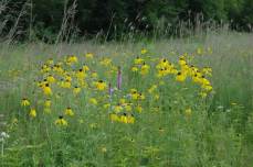 Prairie Coneflower, Yellow Coneflower, Grey-headed Coneflower - Ratibida pinnata 6