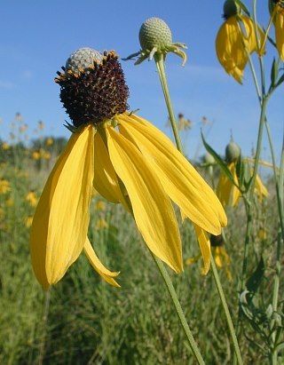 Prairie Coneflower, Yellow Coneflower, Grey-headed Coneflower - Ratibida pinnata