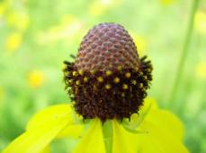 Prairie Coneflower, Yellow Coneflower, Grey-headed Coneflower - Ratibida pinnata 7