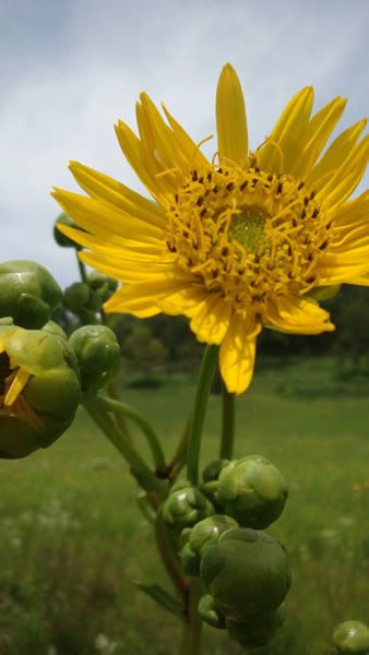 Prairie Dock, Prairie Rosinweed - Silphium terebinthinaceum 2