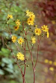 Prairie Dock, Prairie Rosinweed - Silphium terebinthinaceum 3