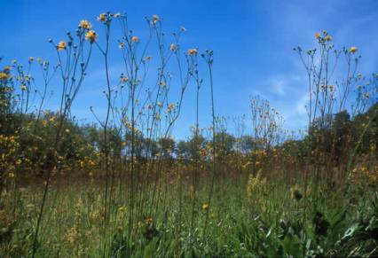 Prairie Dock, Prairie Rosinweed - Silphium terebinthinaceum