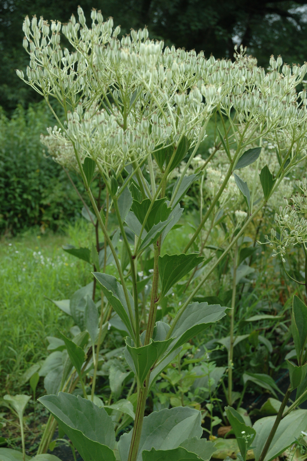 Prairie Indian Plantain - Cacalia plantaginea