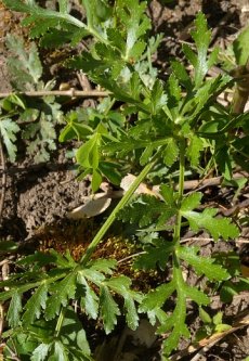 Prairie Parsley, Nuttall’s Prairie Parsley - Polytaenia nuttallii 3