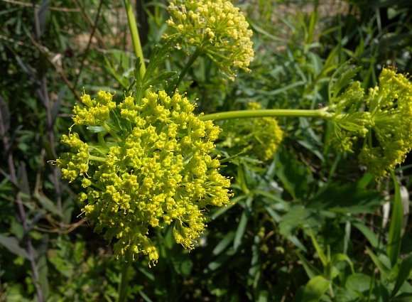 Prairie Parsley, Nuttall’s Prairie Parsley - Polytaenia nuttallii