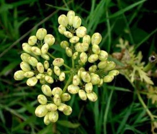 Prairie Parsley, Nuttall’s Prairie Parsley - Polytaenia nuttallii 2