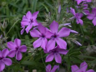 Prairie Phlox, Downy Phlox - Phlox pilosa 2