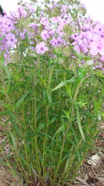 Prairie Phlox, Downy Phlox - Phlox pilosa