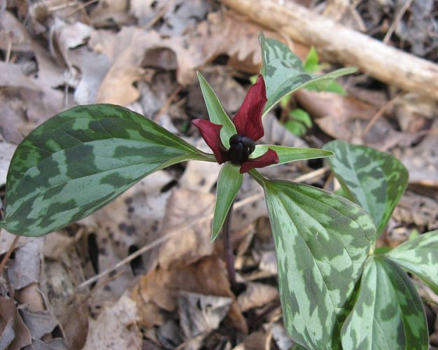 Prairie Trillium, Bloody Butcher - Trillium recurvatum