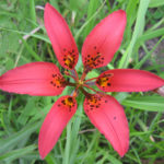 Prairie Lily, Wood Lily, Philadelphia Lily - Lilium philadelphicum