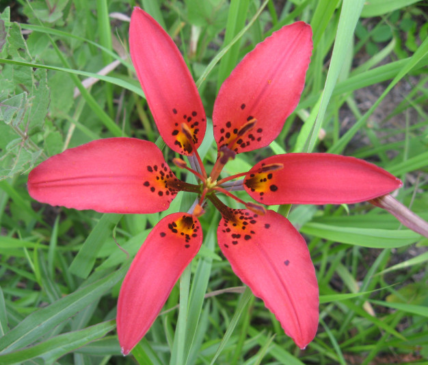 Prairie Lily, Wood Lily, Philadelphia Lily - Lilium philadelphicum