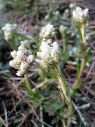 Prairie Pussytoes - Antennaria neglecta 2