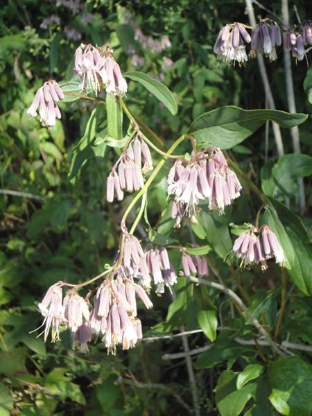 Lion’s Foot, White Lettuce, White Rattlesnake Root - Prenanthes alba (Nabalus albus) 2