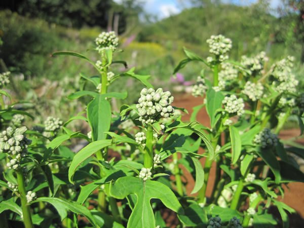 Lion’s Foot, White Lettuce, White Rattlesnake Root - Prenanthes alba (Nabalus albus)